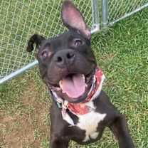 Thumbnail photo of Massie #2