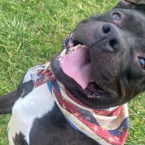 Thumbnail photo of Massie #3