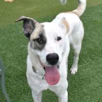 Thumbnail photo of Beethoven #1