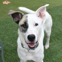 Thumbnail photo of Beethoven #3