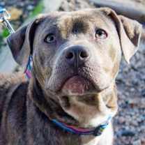 Thumbnail photo of Tuna #1