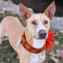 Thumbnail photo of Dorris #3