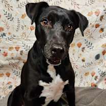 Thumbnail photo of Harley #1