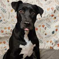 Thumbnail photo of Harley #2