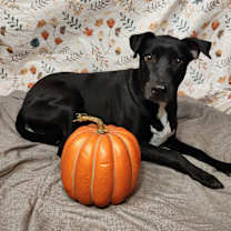 Thumbnail photo of Harley #3