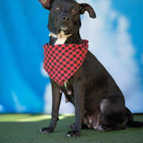 Thumbnail photo of Fairy #1