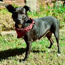 Thumbnail photo of Fairy #2