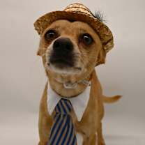 Thumbnail photo of Tortilla #2