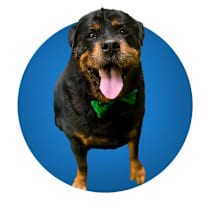 Thumbnail photo of DRAKO #2