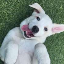 Thumbnail photo of Frosty AL #1