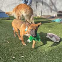 Thumbnail photo of Cinnamon Candy #2