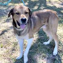 Thumbnail photo of Scrappy Doo - Gentle Giant #1