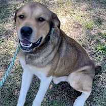 Thumbnail photo of Scrappy Doo - Gentle Giant #2