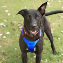 Thumbnail photo of RANGER #1