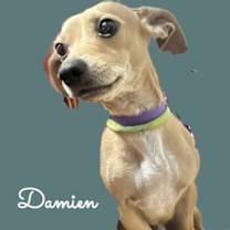 Thumbnail photo of Damien #1