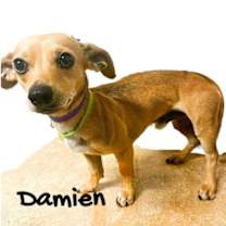 Thumbnail photo of Damien #2