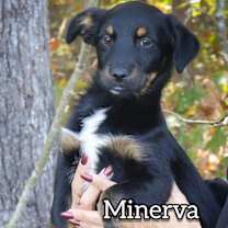 Thumbnail photo of Minerva #1