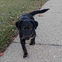 Thumbnail photo of Minerva #3