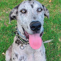 Thumbnail photo of Remy #4