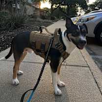 Thumbnail photo of Avocado #2