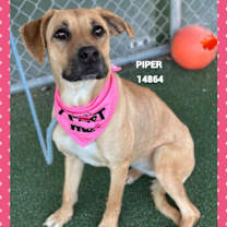 Thumbnail photo of PIPER #3