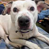 Thumbnail photo of Rosie #4