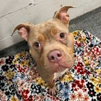 Thumbnail photo of Rue #2