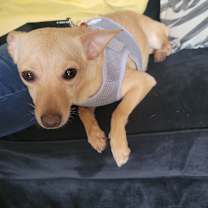 Thumbnail photo of Tiffany #2