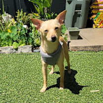 Thumbnail photo of Tiffany #4