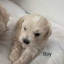 Thumbnail photo of vanilla #3