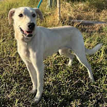 Thumbnail photo of Lila #4