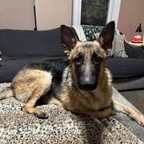 Thumbnail photo of Sam #1