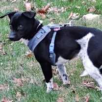 Thumbnail photo of VIOLA #3