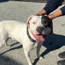 Thumbnail photo of Beavis #1