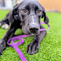 Thumbnail photo of Toto #3