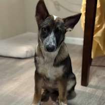 Thumbnail photo of Hazel #3