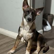 Thumbnail photo of Hazel #4