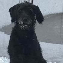 Thumbnail photo of Winston #1