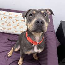 Thumbnail photo of Lilah #2