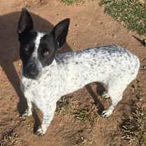 Thumbnail photo of Kendall #1