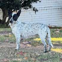 Thumbnail photo of Kendall #3