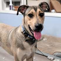 Thumbnail photo of Wheeler #4