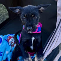 Thumbnail photo of Sour #1