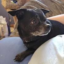 Thumbnail photo of Chonks #1