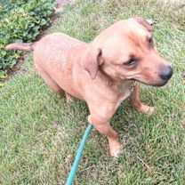 Thumbnail photo of Rose Petal #3