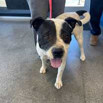 Thumbnail photo of Chewy #4