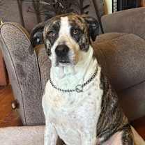 Thumbnail photo of Kona #1