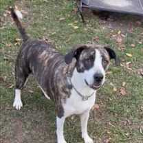 Thumbnail photo of Kona #3