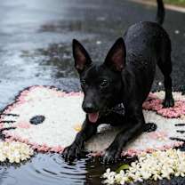 Thumbnail photo of Leo #2