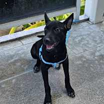 Thumbnail photo of Leo #4